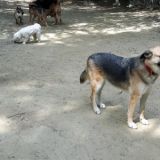 Pauli Selina Poldi Bulli Laika Max